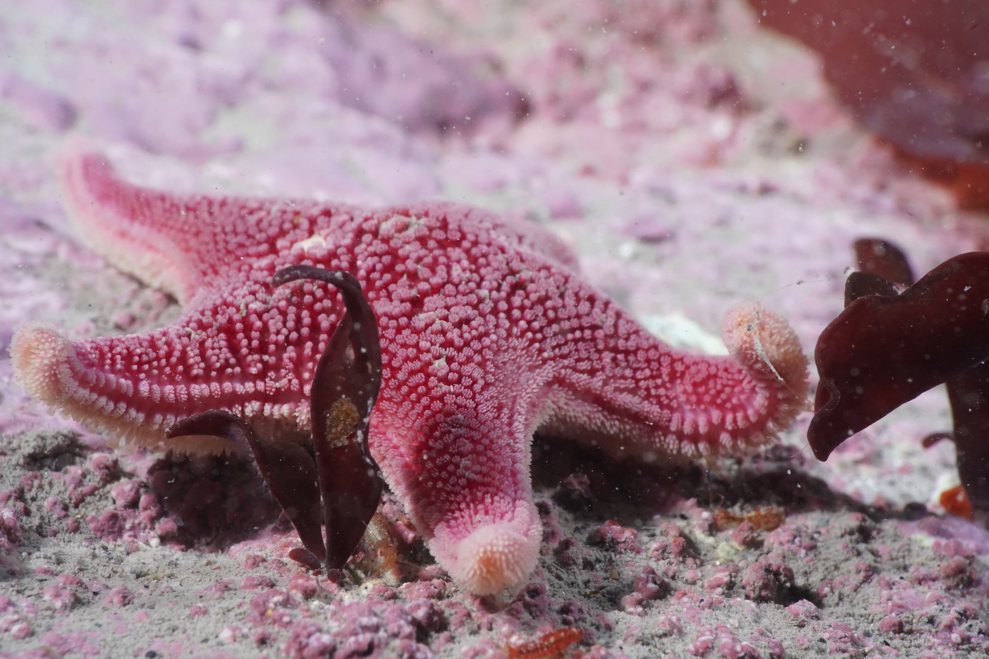 A starfish on the Antarctic seafloor