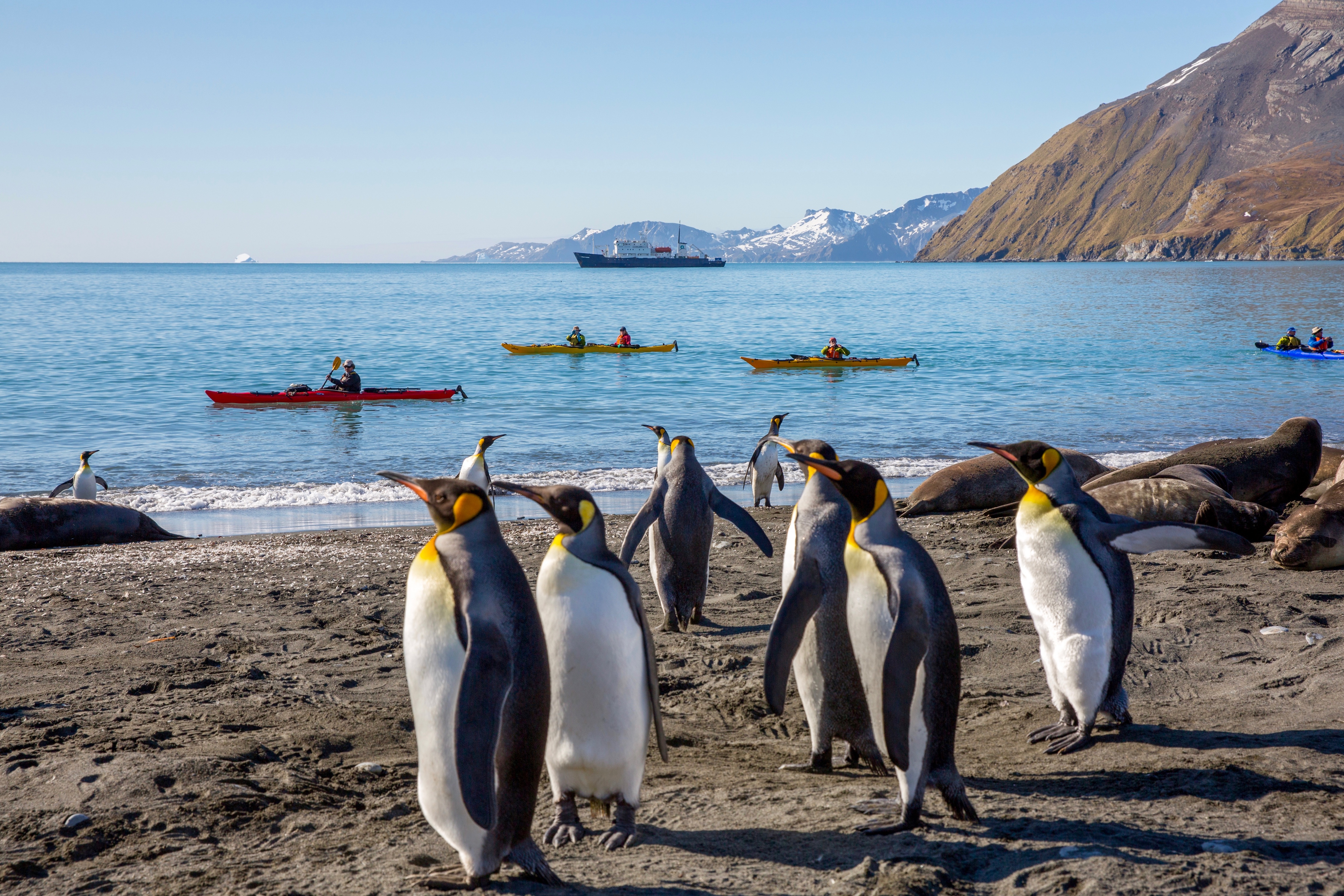 Quest for Shackleton: South Georgia and Antarctica