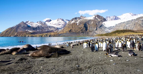 Best Time to Visit South Georgia Island