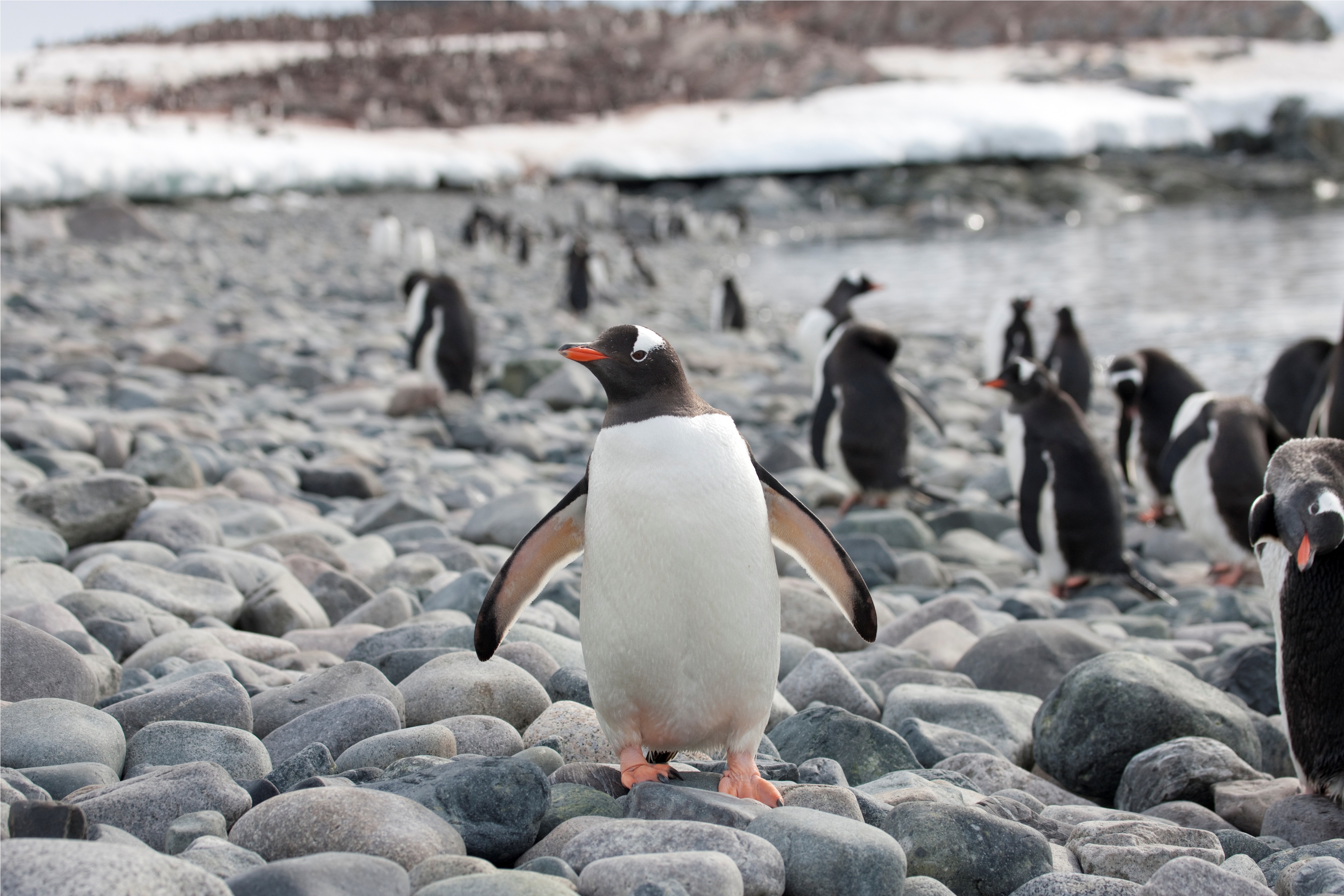 Antarctic Peninsula Explorer