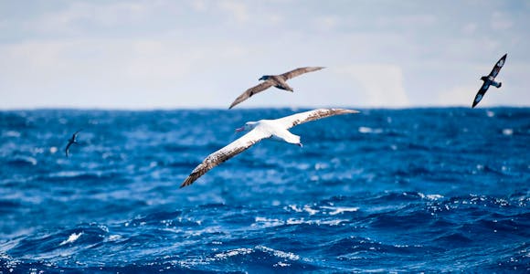 Getting to Antarctica via Chile