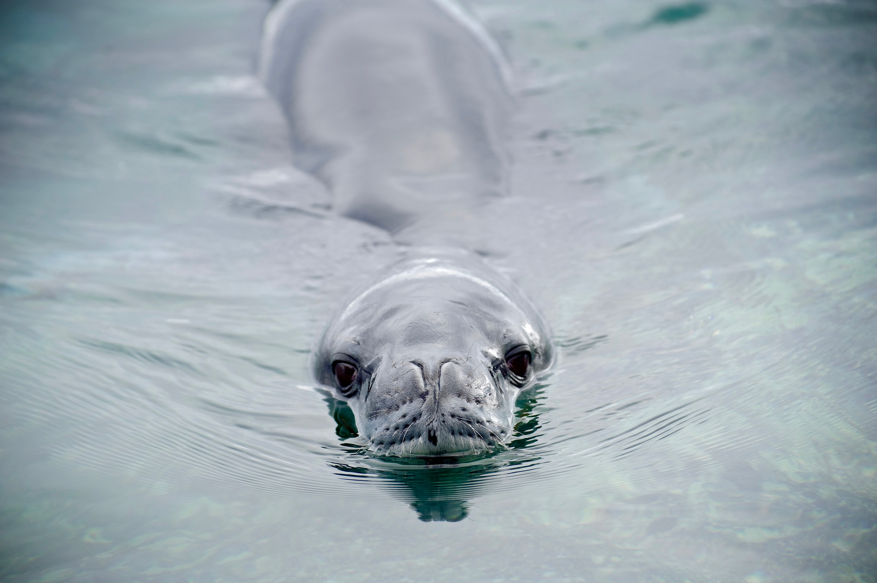 Solar Eclipse in Antarctica