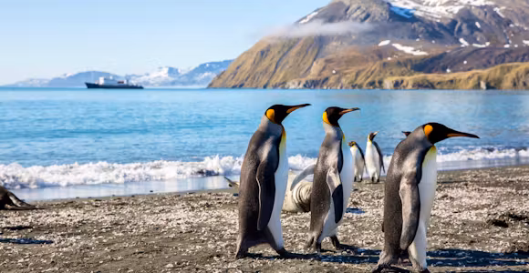 A group of three king penguins on the beach in South Georgia, with mountains in the background