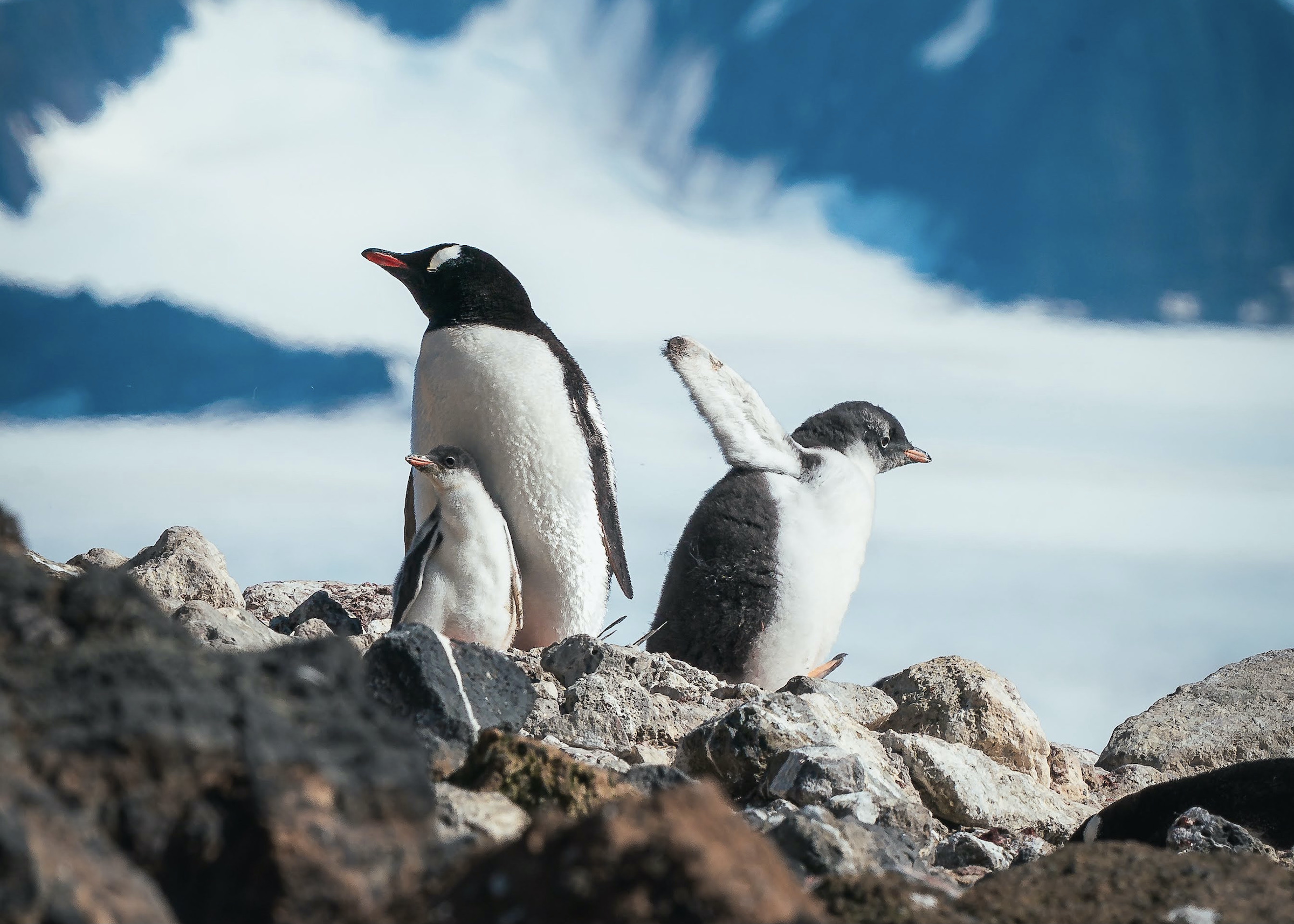 Gentoo penguin with two chicks in Antarctica