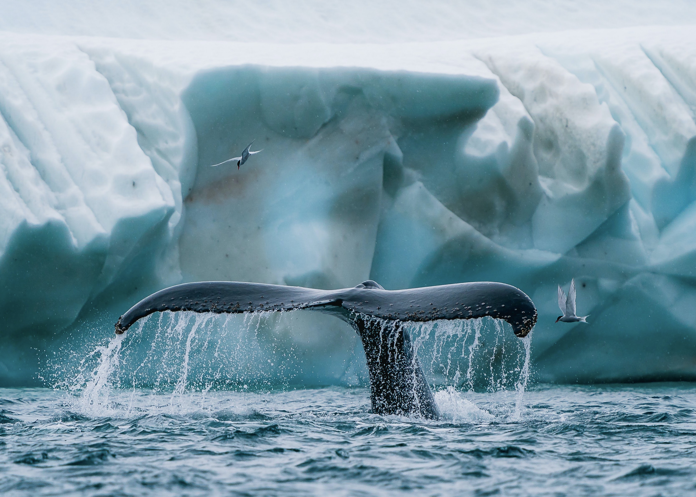 Humpback whale showing its flukes as it dives near an iceberg in Antarctica