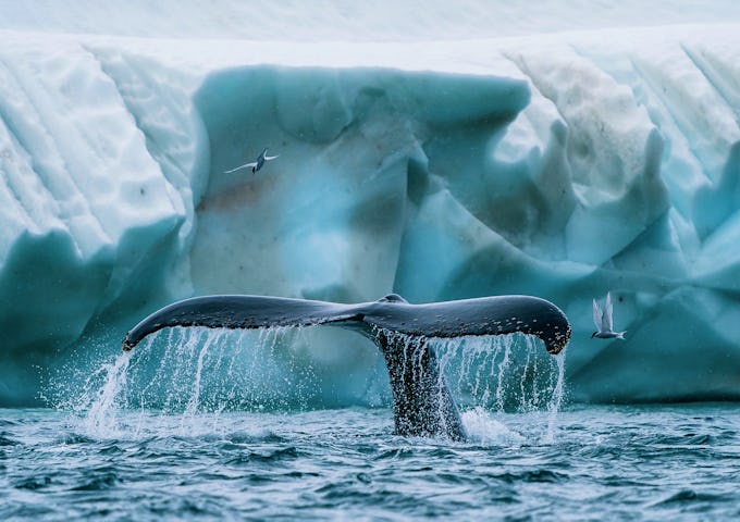 Humpback whale showing its flukes as it dives near an iceberg in Antarctica