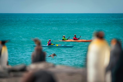 Kayakers in South Georgia, with king penguins in the foreground