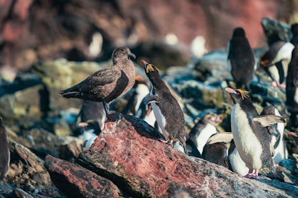A macaroni penguin faces a brown skua perched on a rock in South Georgia. More macaroni penguins surround them.