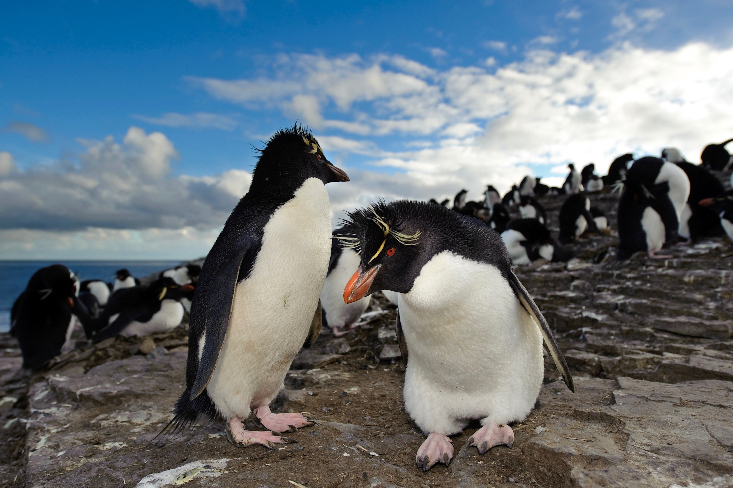 Close up of two Rockhopper penguins in their colony on Bleaker Island, Falkland Islands