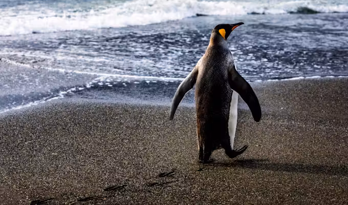 Discover South Georgia, Antarctica and Falklands