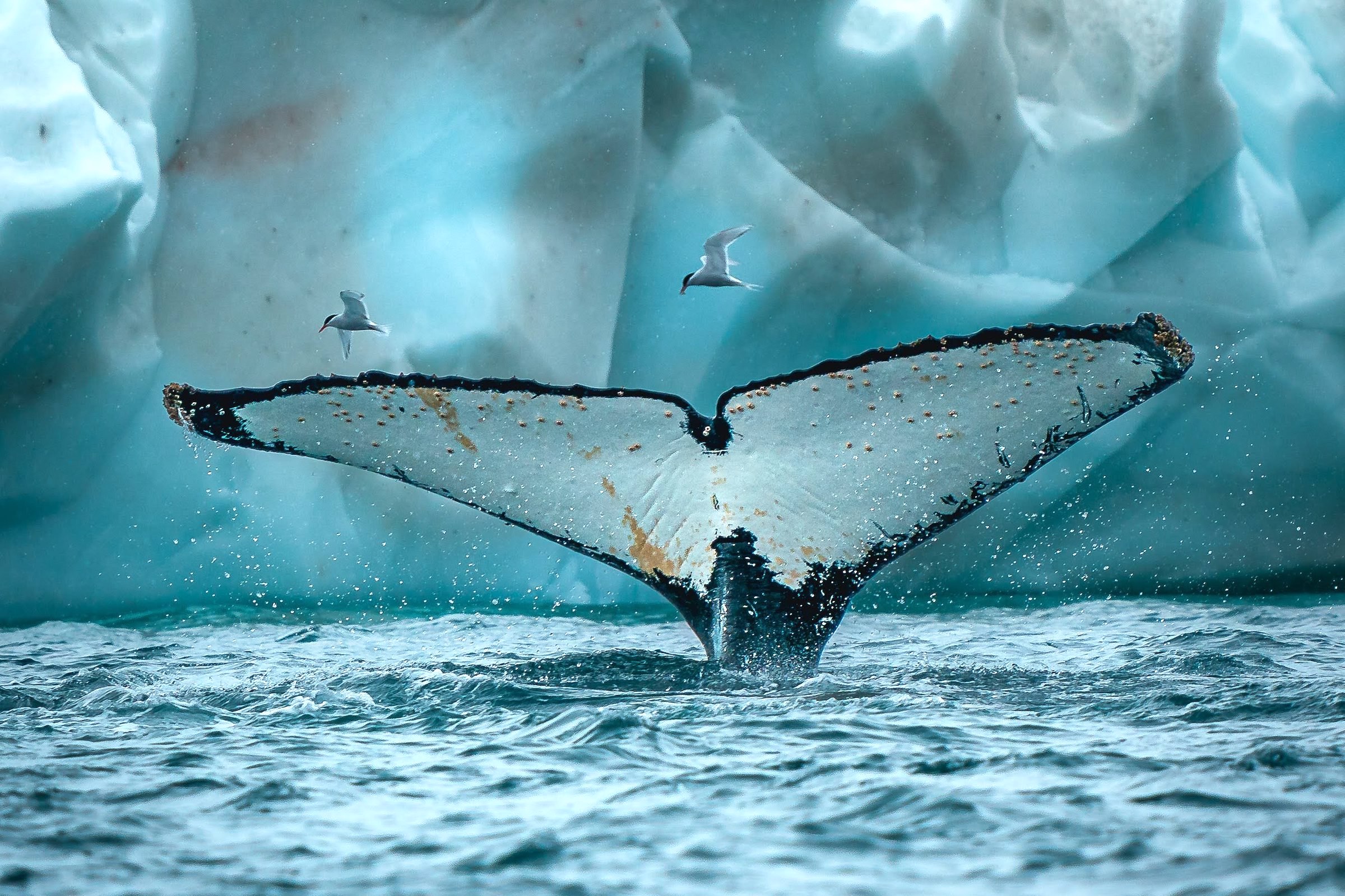 Humpback flukes in Antarctica
