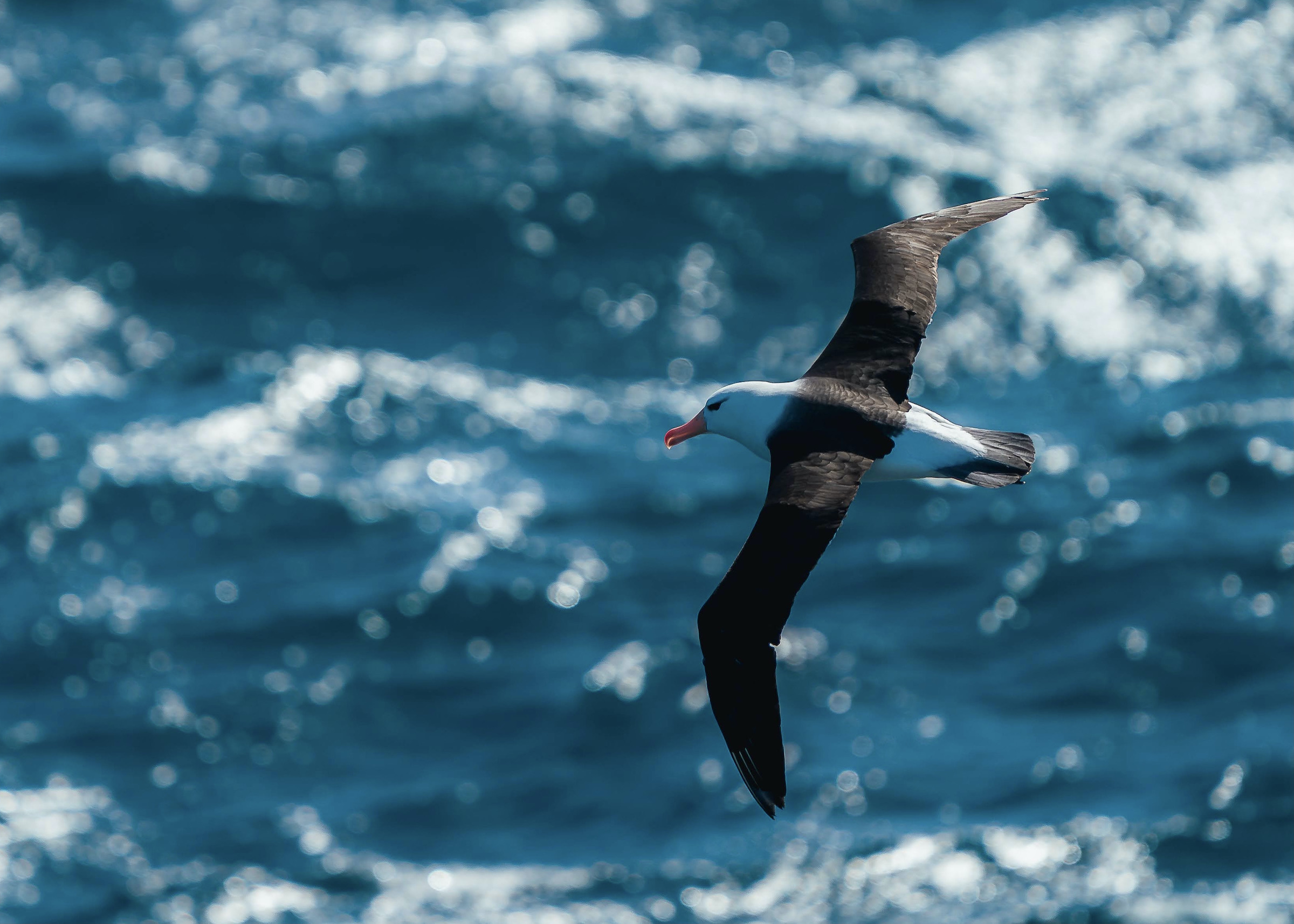 Black-browed albatross in flight