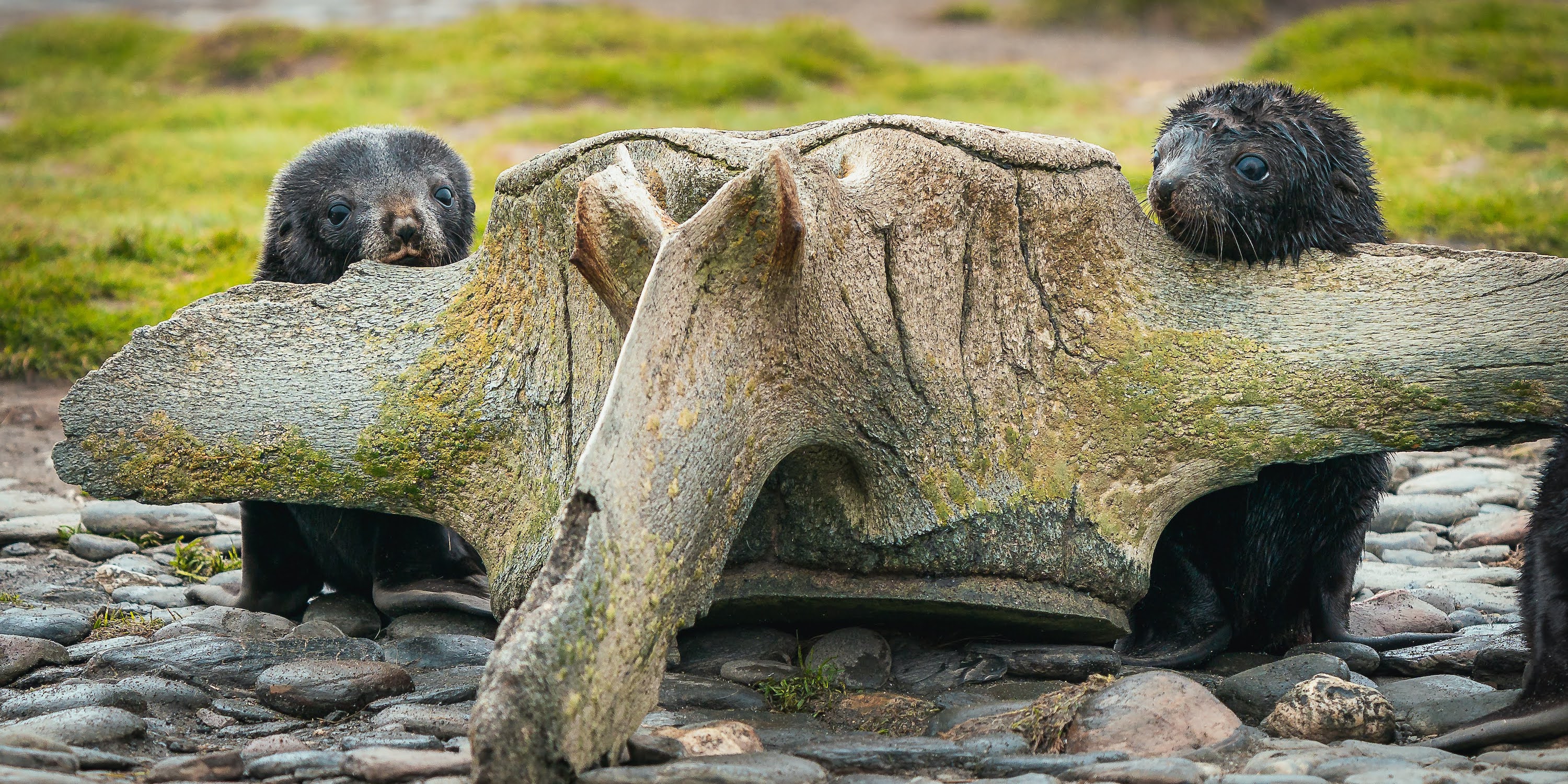 Two fur seal pups behind a whale vertebrae on South Georgia
