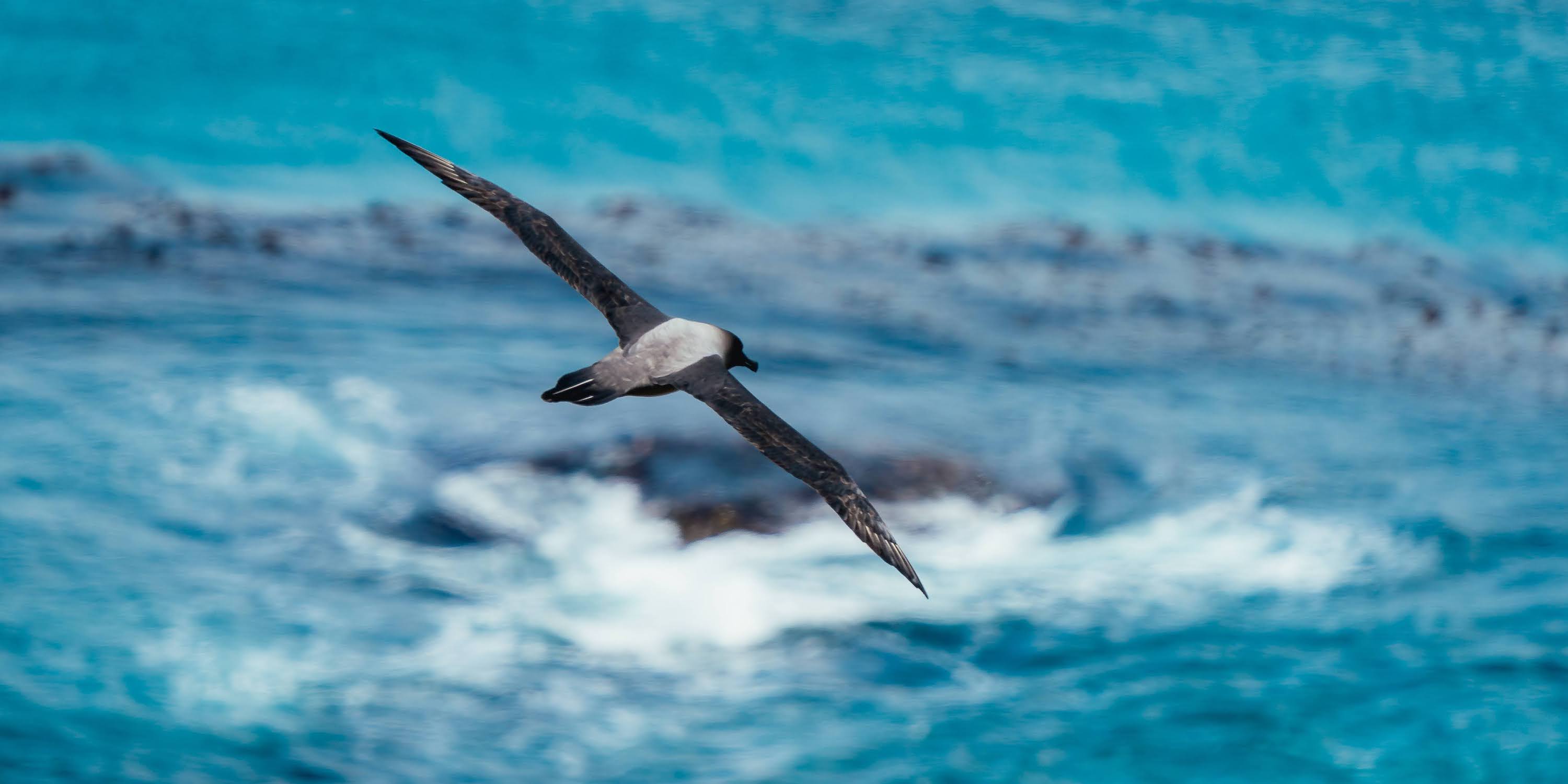 Light-mantled albatross at South Georgia