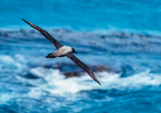 Light-mantled albatross at South Georgia