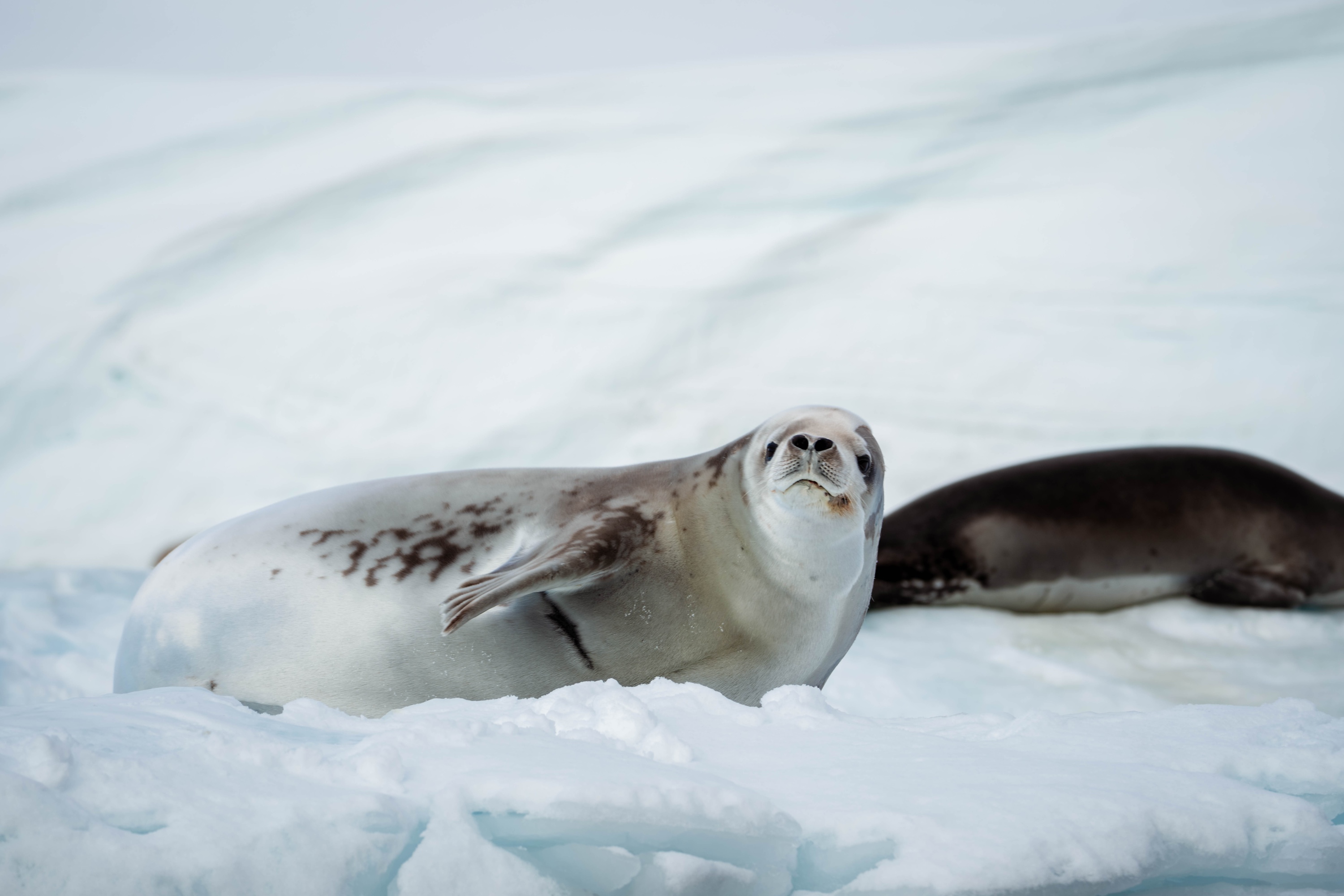 A seal stares at the camera at Horseshoe Bay, Antarctica