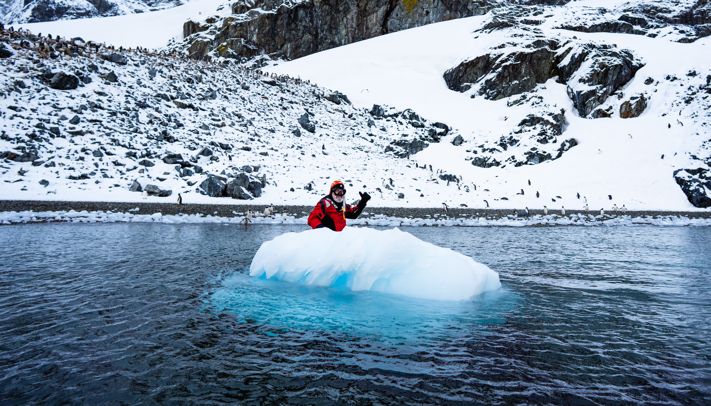Snorkeller and gentoo penguins above the water in Antarctica