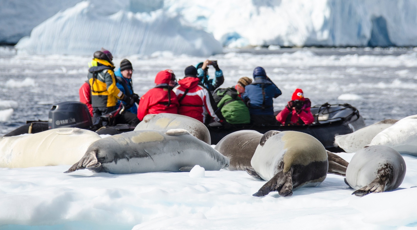 Seals lounge in front of a group of people cruising through Antarctica