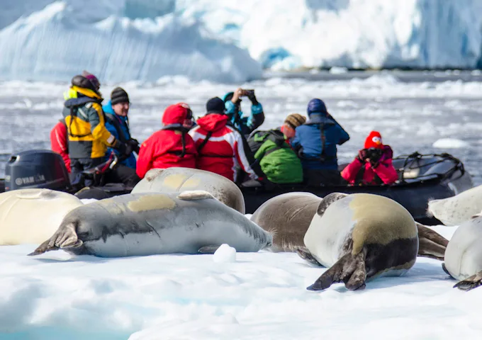 Seals lounge in front of a group of people cruising through Antarctica