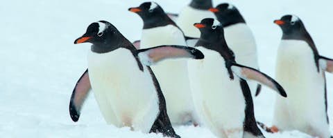 Original Fly & Cruise Luxury Adventure