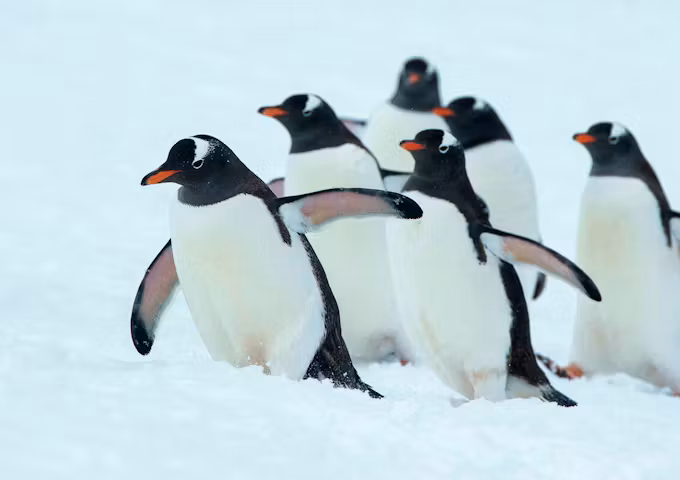 Original Fly & Cruise Luxury Adventure