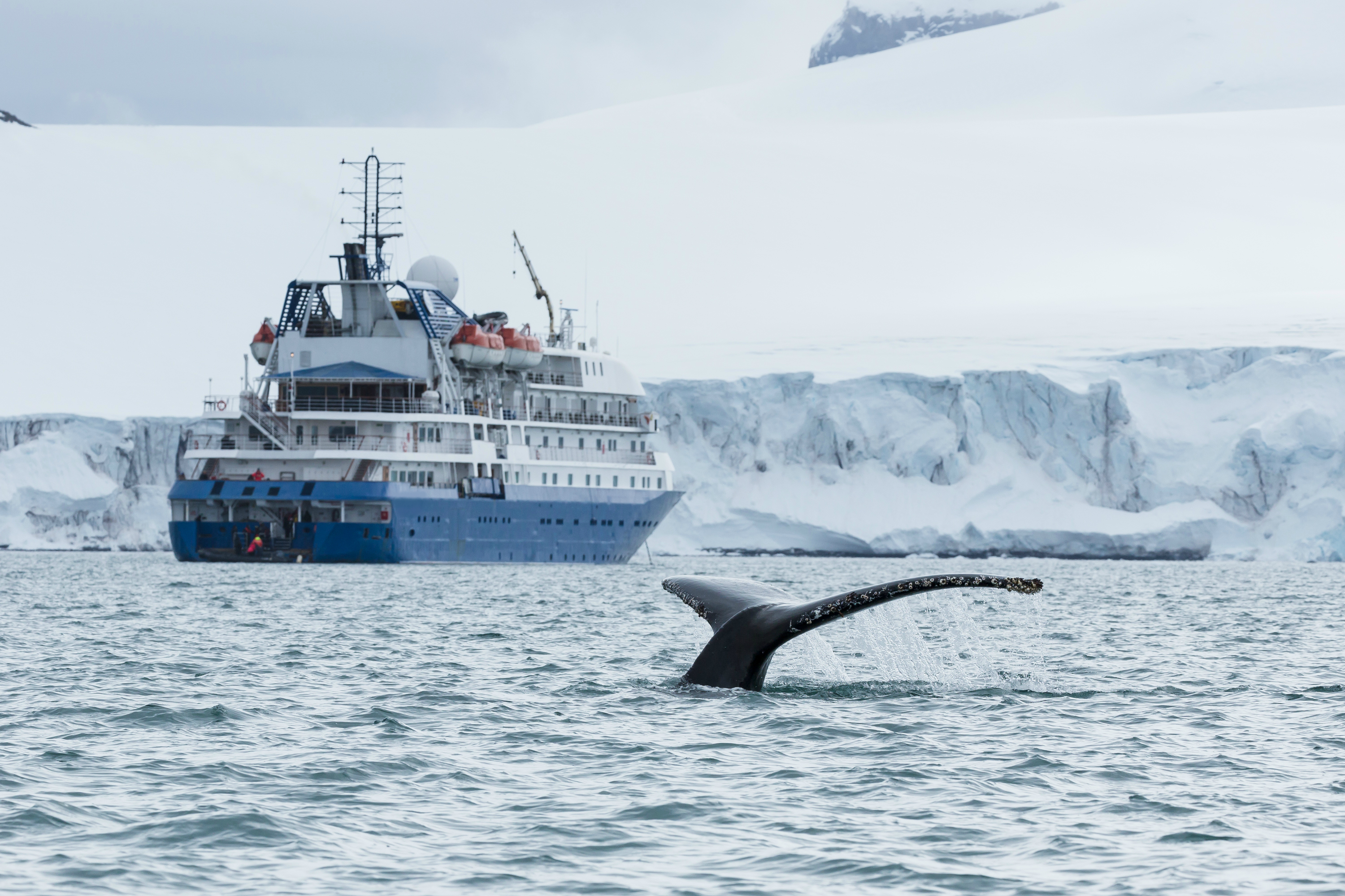 Luxury Antarctica Cruises | Best Luxury Cruises To Antarctica | Swoop ...