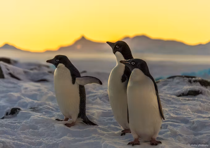 Sunset and Adelie penguins, Antarctica