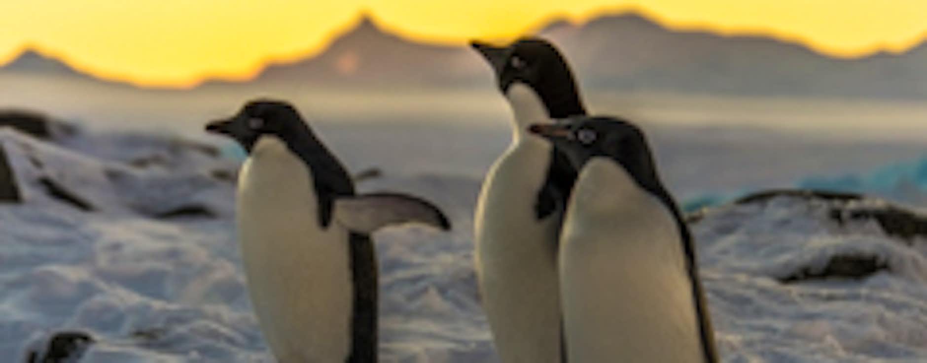 Antarctica Cruises 2026 Calendar Marie D. Jakobsen