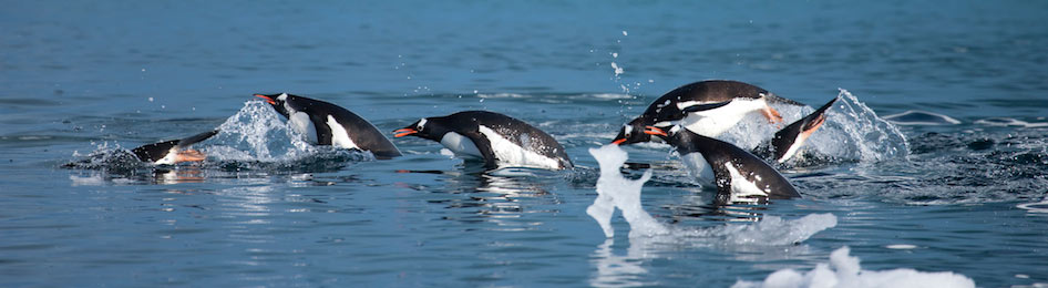 Photography in Antarctica