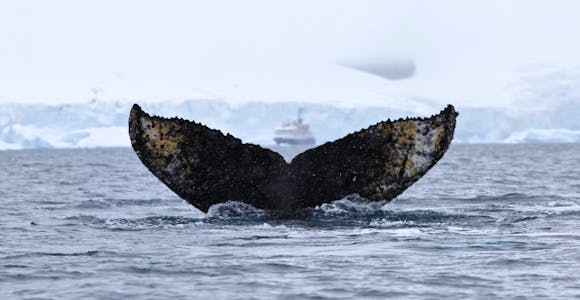 Antarctica Cruises 2027