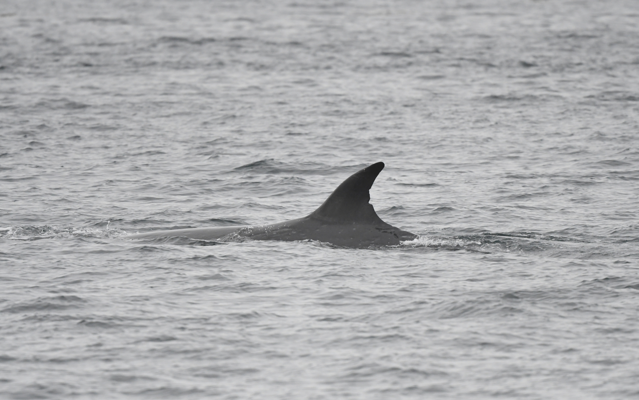 A sei whale's sickle-shaped dorsal fin as it surfaces in the water