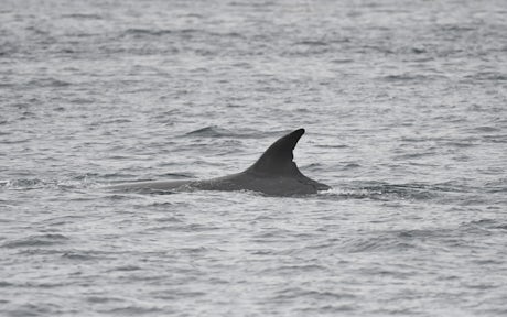 A sei whale's sickle-shaped dorsal fin as it surfaces in the water