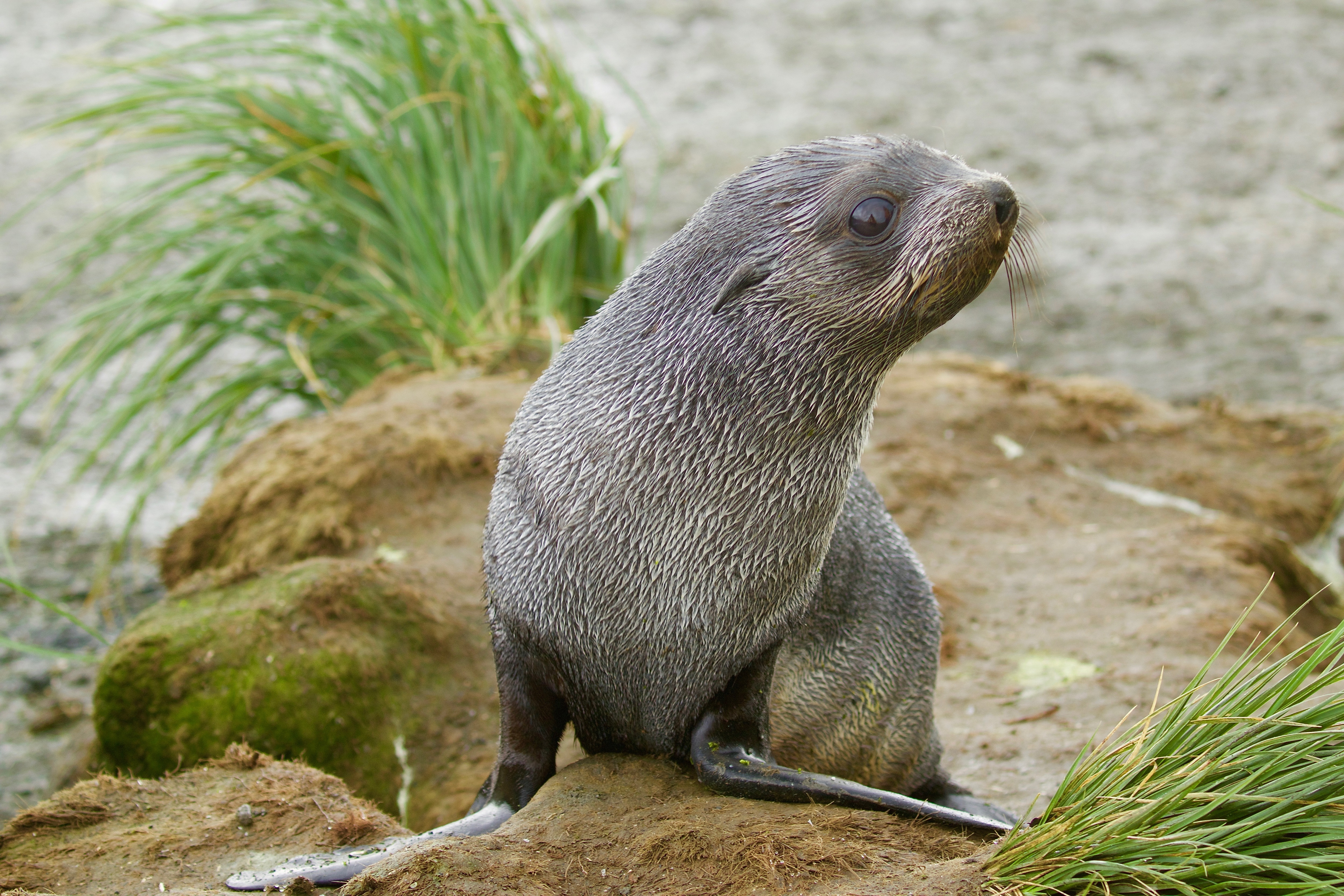 Wildlife of South Georgia