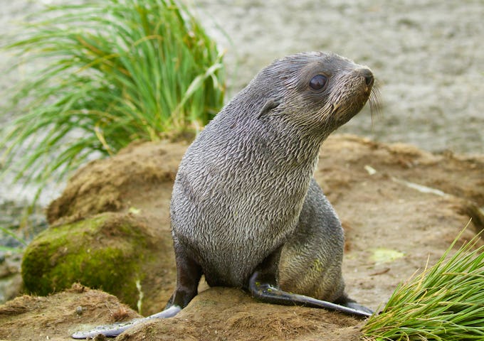 Wildlife of South Georgia