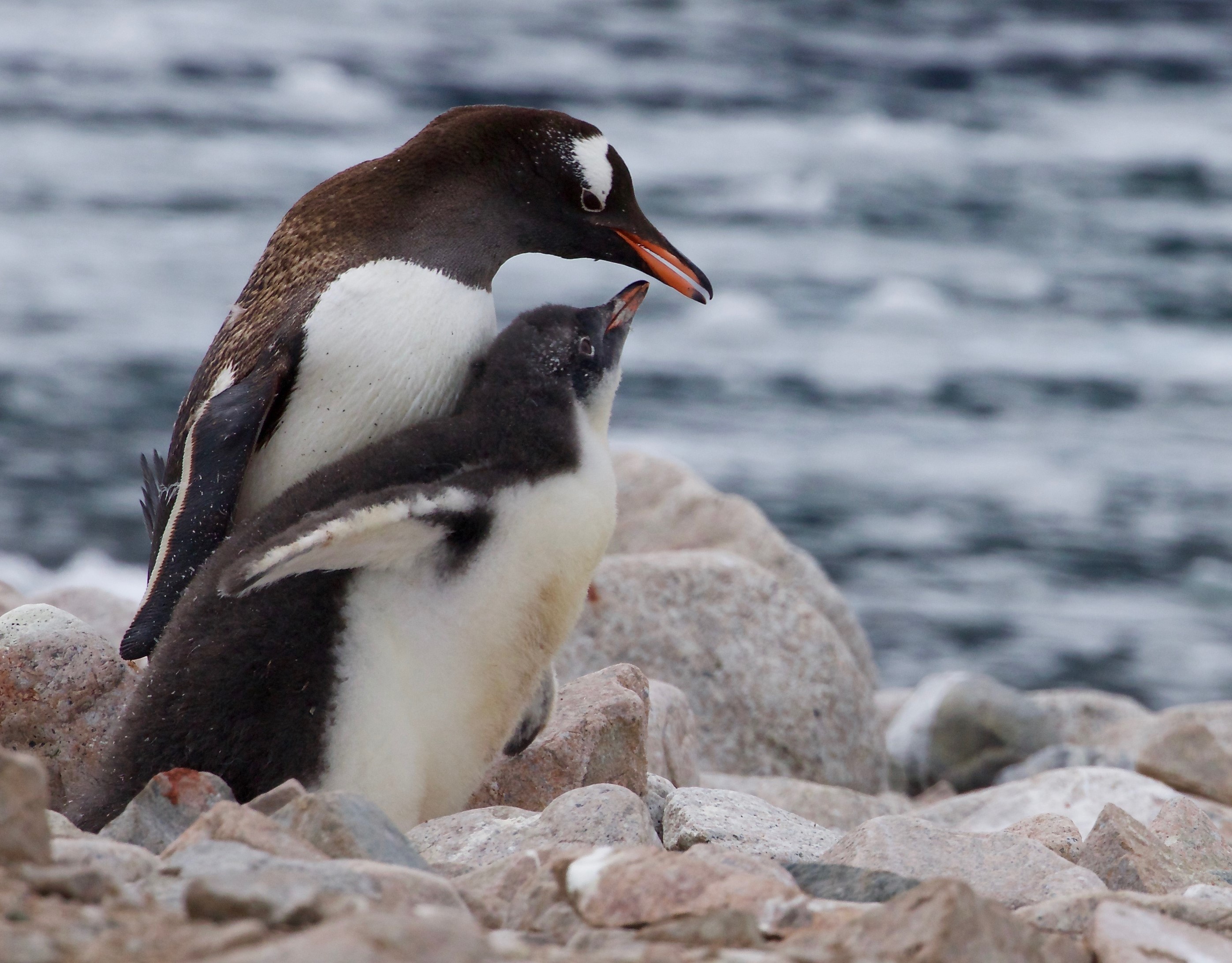 Wildlife of South Georgia