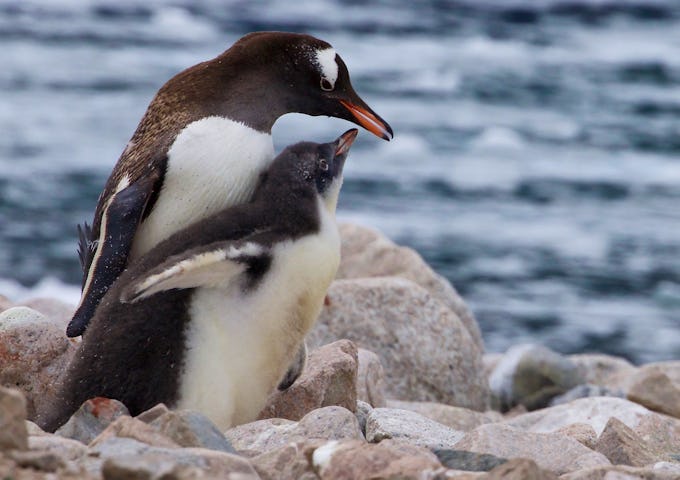 Wildlife of South Georgia