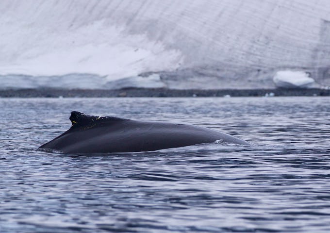 Wildlife of South Georgia