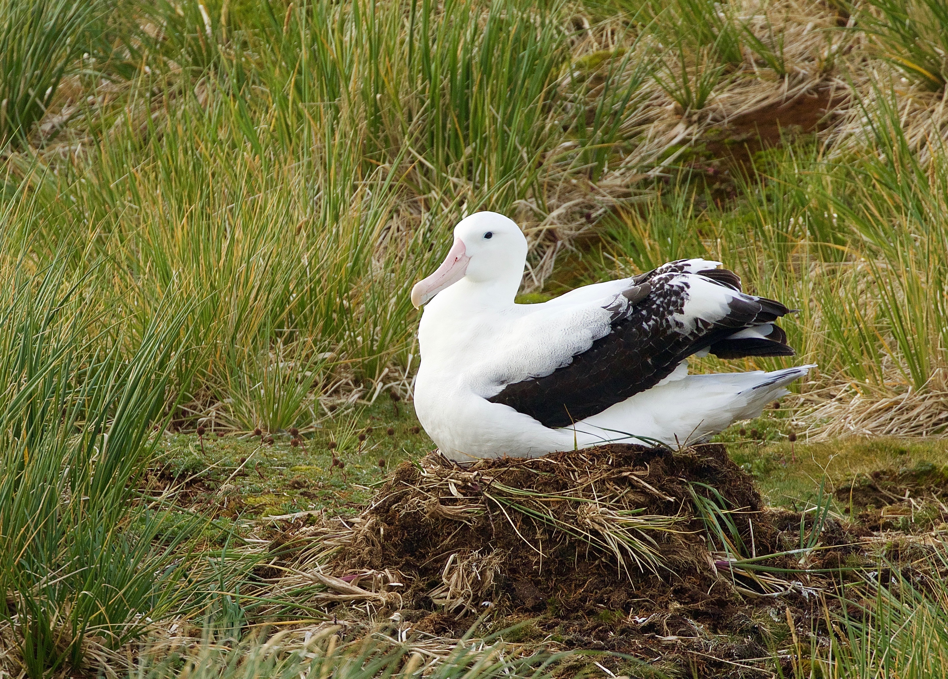 Wildlife of South Georgia
