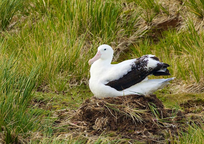 Wildlife of South Georgia