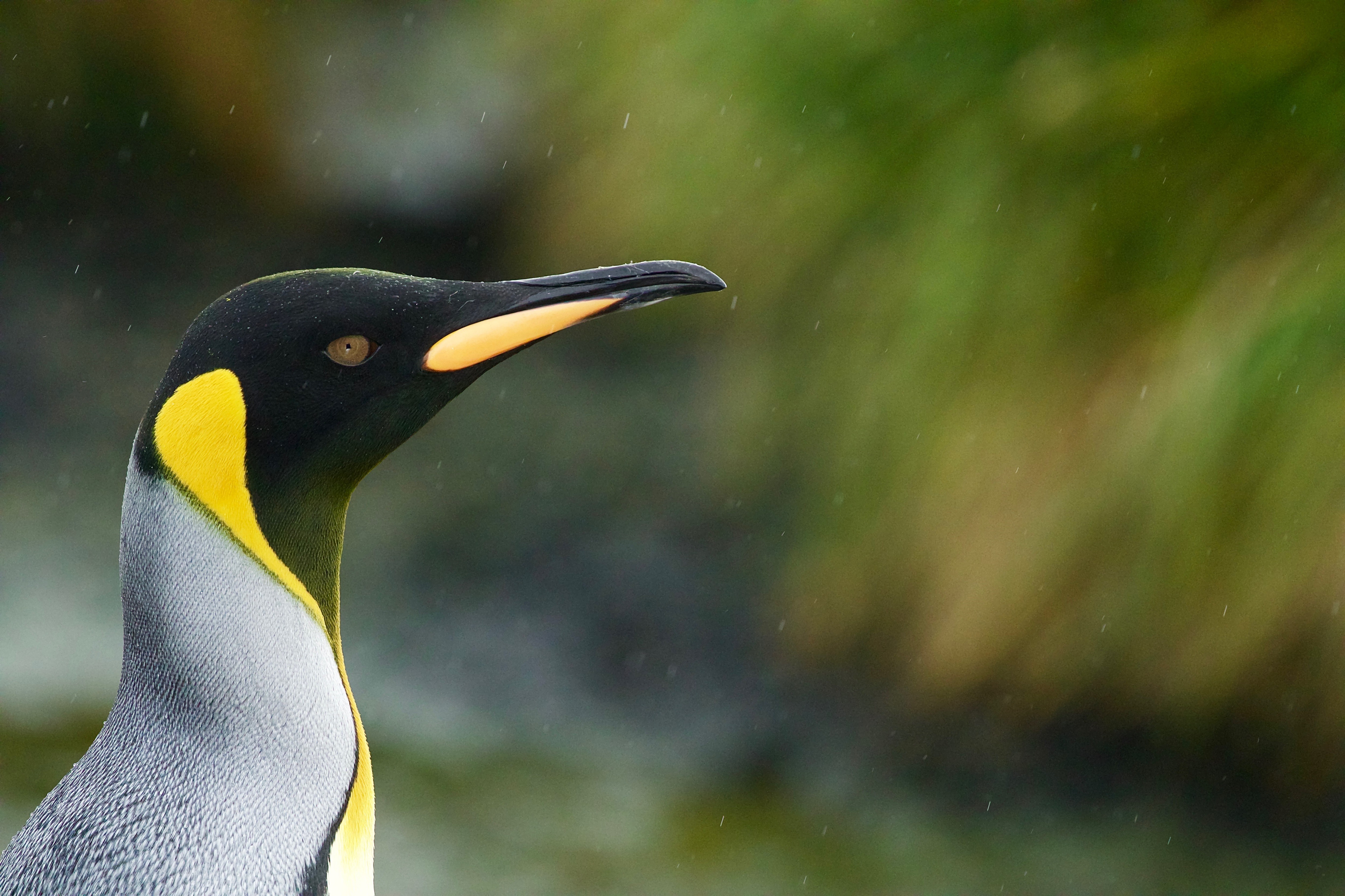 Photography Tours South Georgia