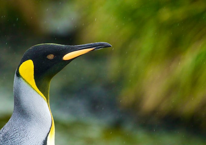 Photography Tours South Georgia