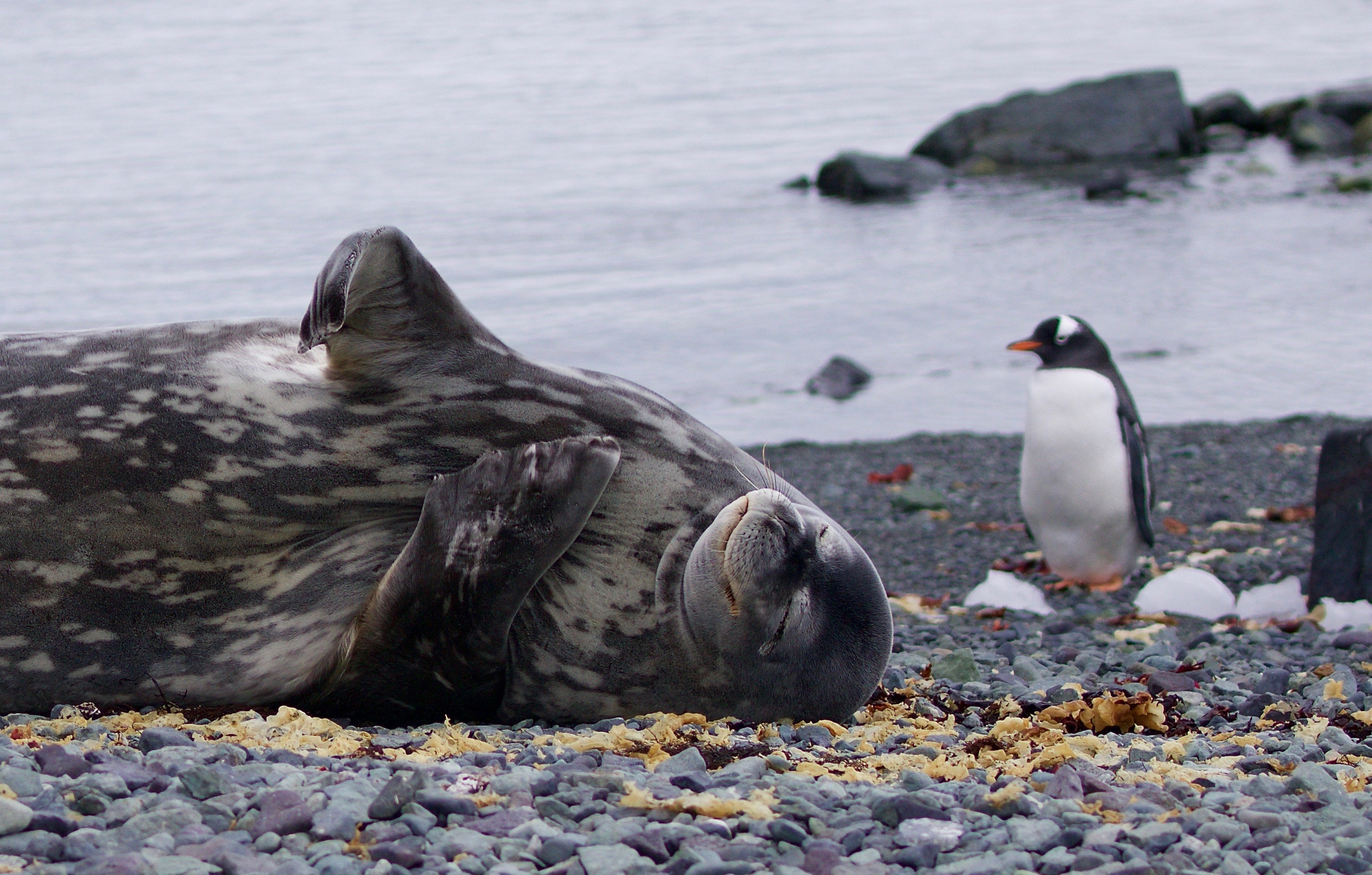 The wildlife sightings on Antarctica cruises are unrivalled