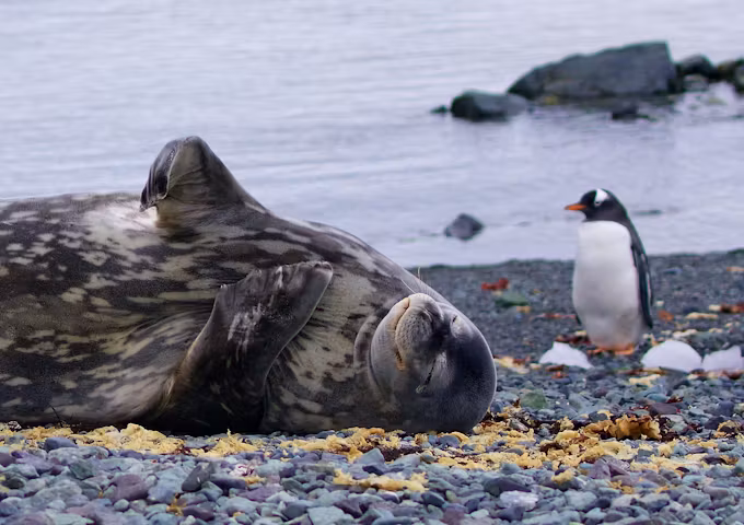 The wildlife sightings on Antarctica cruises are unrivalled