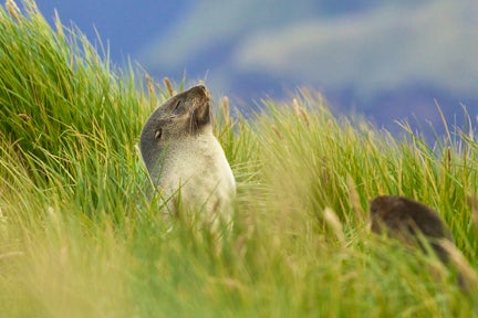 Photography Tours South Georgia