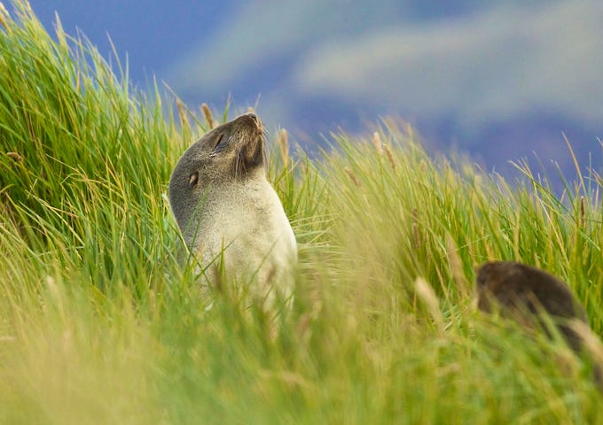 Photography Tours South Georgia