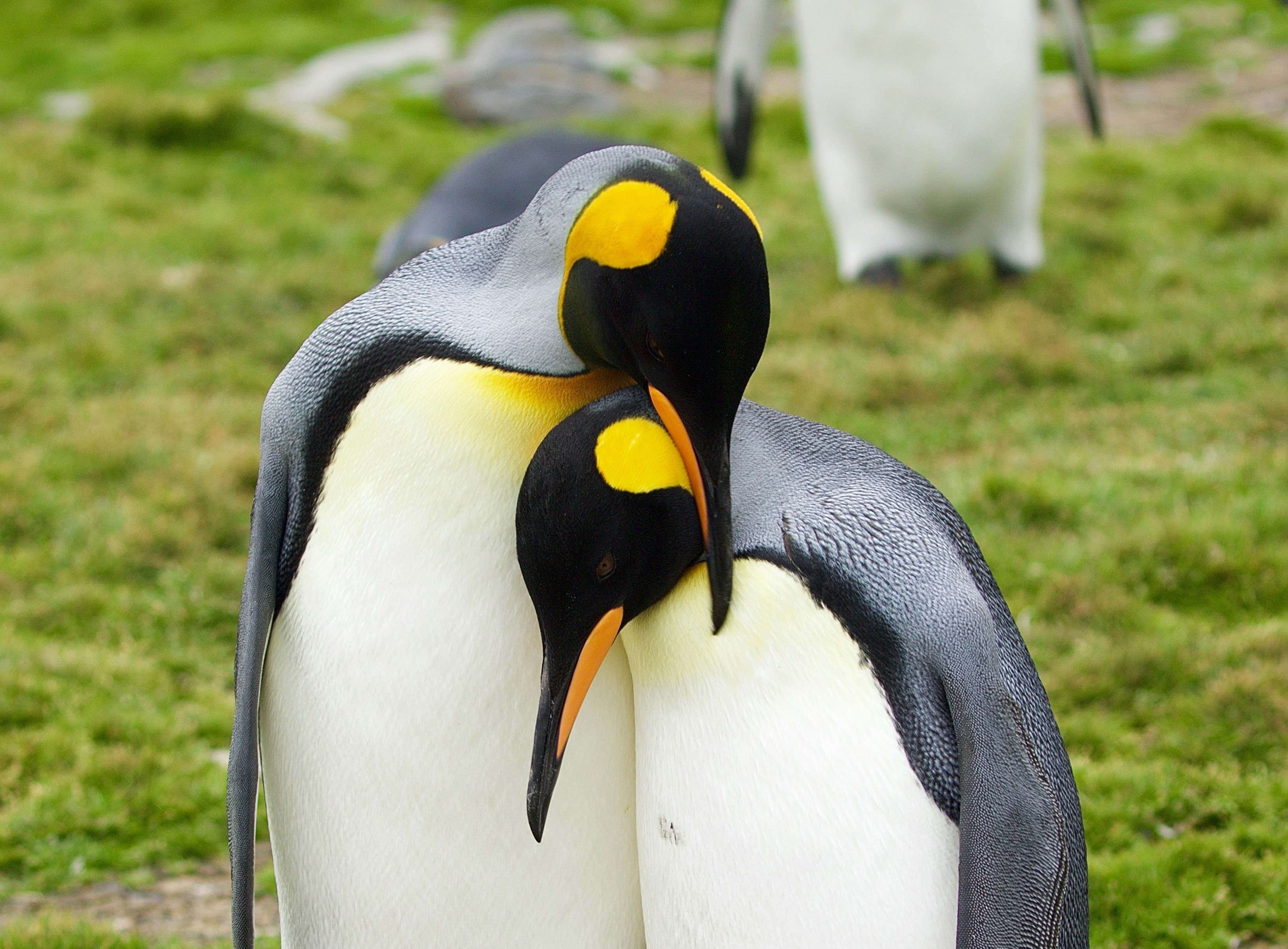 Photography Tours South Georgia