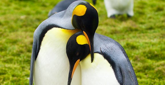 Photography Tours South Georgia