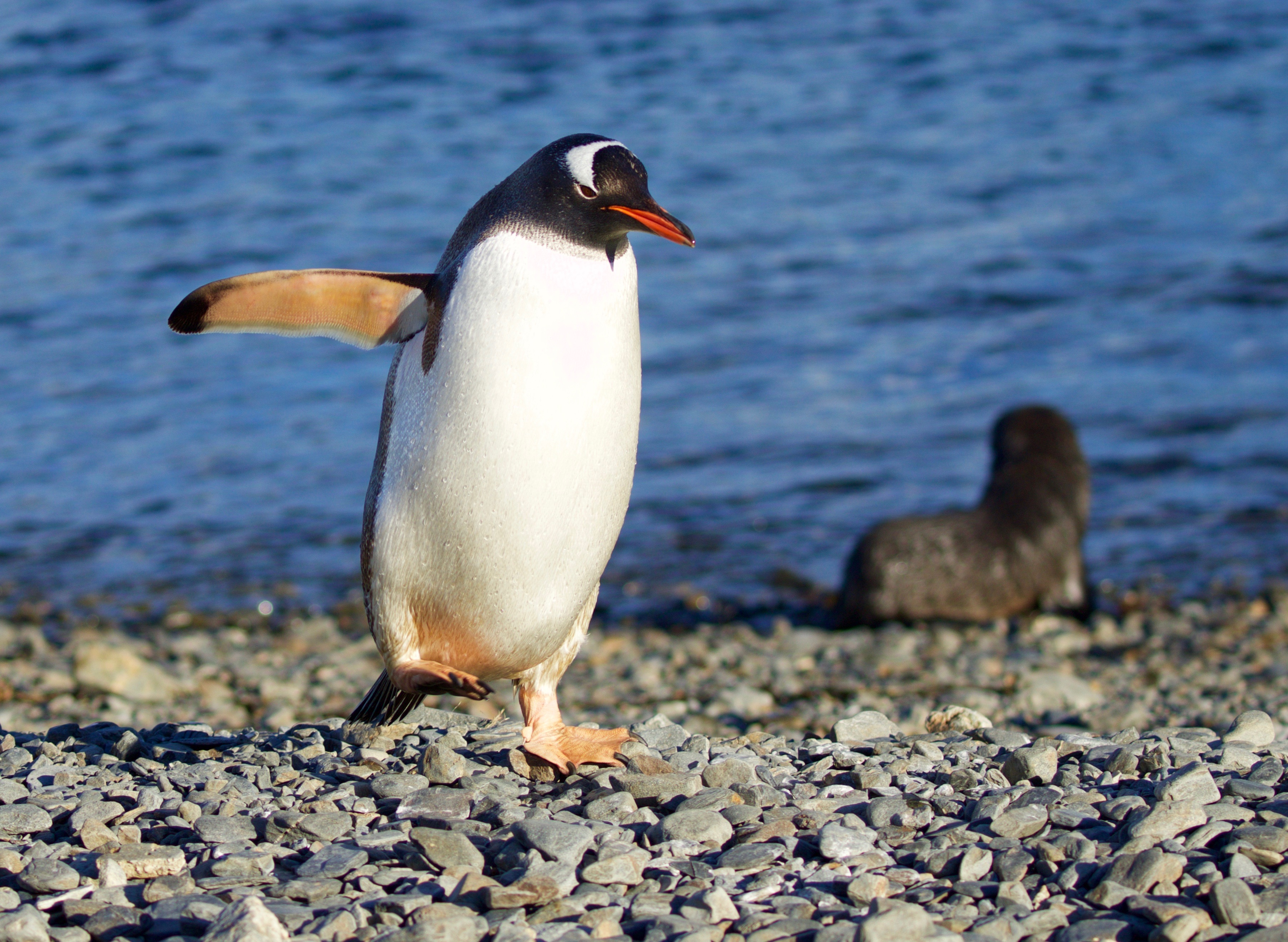 Spot penguins and seal pups on Antarctica Cruises