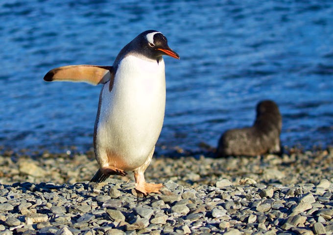 Spot penguins and seal pups on Antarctica Cruises