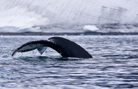 Wildlife of South Georgia